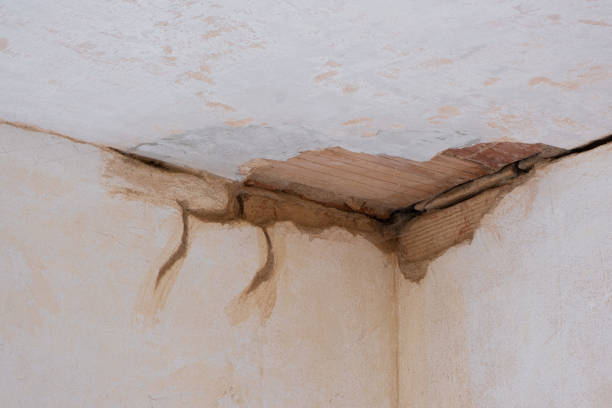 Best Water damage cleanup near me  in Felton, CA