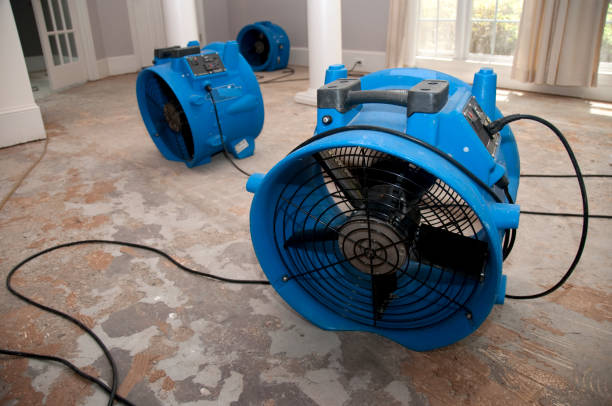 Best Mold removal after water damage  in Felton, CA