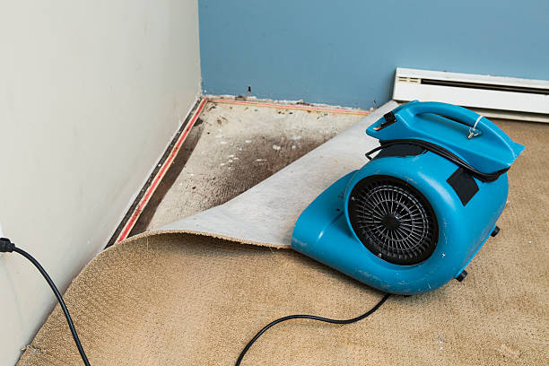 Best Mold removal after water damage  in Felton, CA
